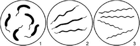 Форма микроорганизмов извитые формы вибрионы