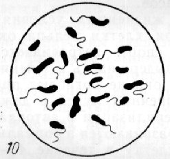 Вибрионы бактерии спириллы
