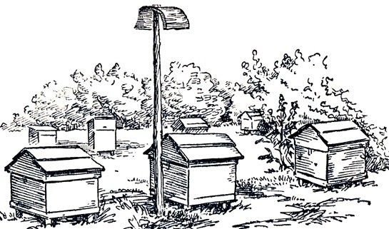 Пасека карандаш