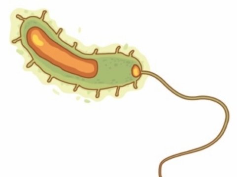 Vibrio cholerae форма