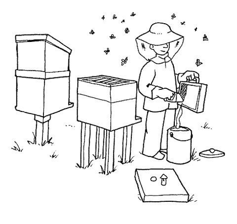 Раскраска Пчеловодство