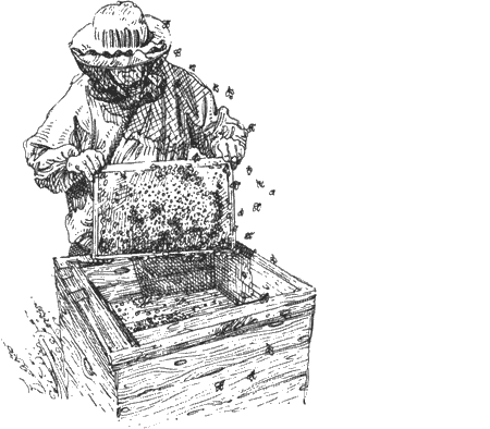 Пчеловод для гравировки