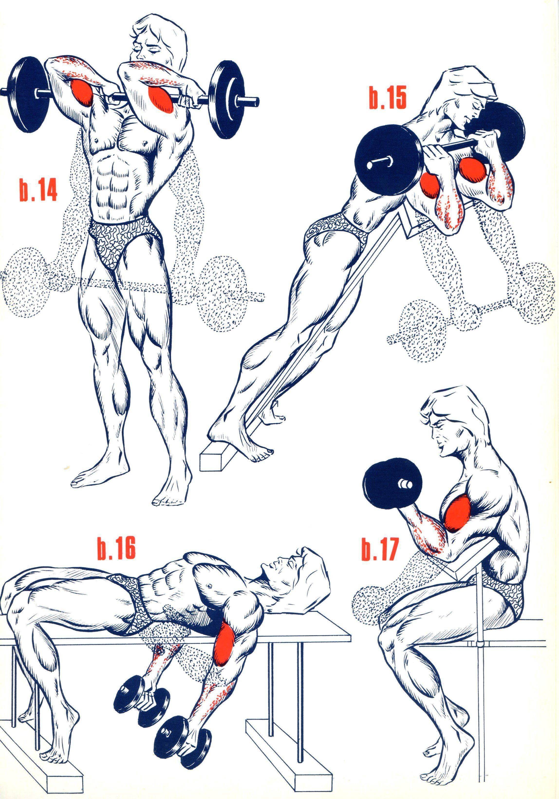 качаем мышцы груди для мужчин фото 111