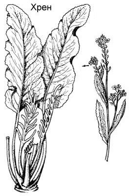 Корень хрена