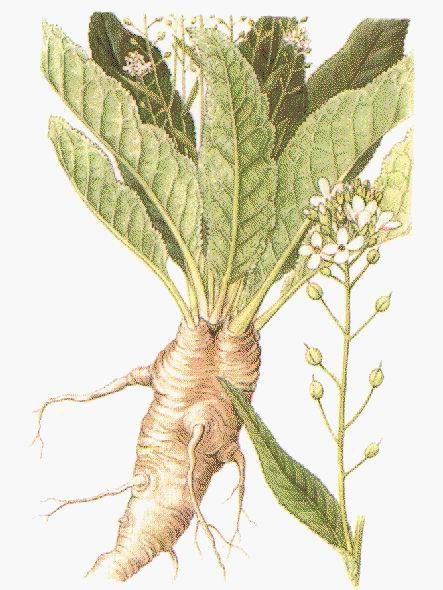 Хрен крестоцветное растение