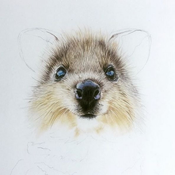 Квокка вышивка