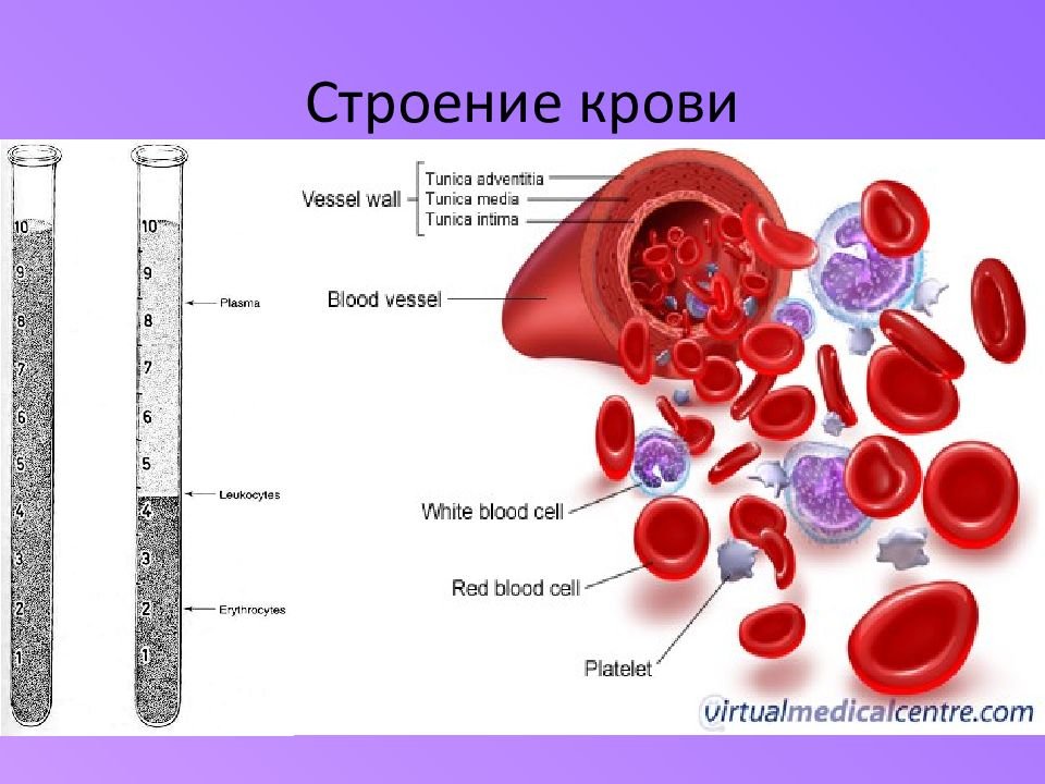 Какого размера кровь. Кровь анатомия строение. Кровь человека строение крови. Строение клетки крови. Схема строения крови.