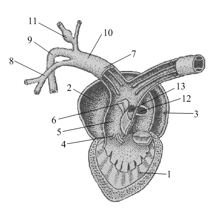Строение сердца амфибий