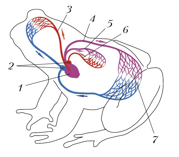Эволюция сердца у земноводных. Схема кровообращения лягушки. Кровеносная система лягушки лягушки. Кровеносная система лягушки 7 класс. Строение кровеносной системы лягушки.