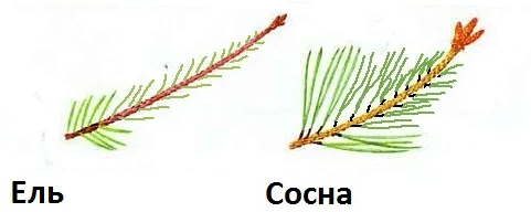 Пихта шишки и хвоинки