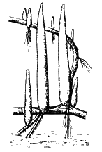 Дыхательные корни болотного кипариса