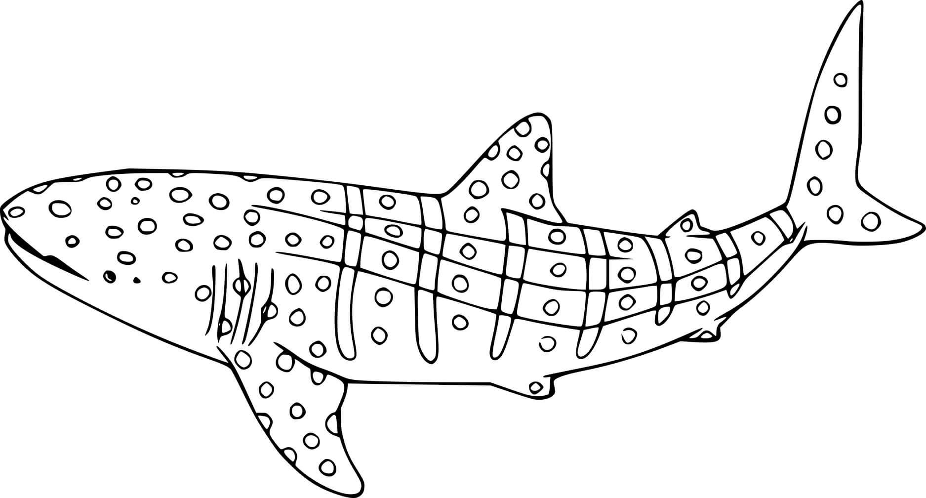 Тигровая акула раскраска
