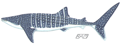 Китовая акула карандашом