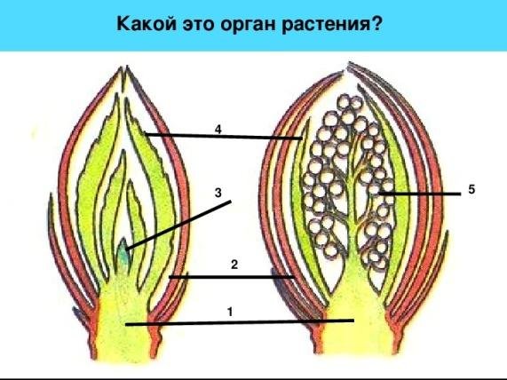 Строение вегетативной листовой почки