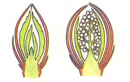 Рисунок строение почки побега биология