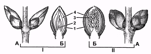 ПАЗУШНАЯ почка побег стебель