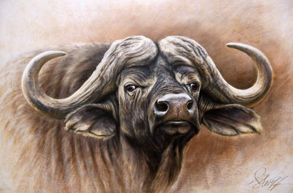 Голова буйвола рисунок