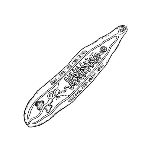 Ланцетовидный сосальщик