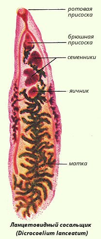 Сосальщики черви представители