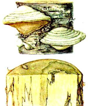 Гриб трутовик рисунок