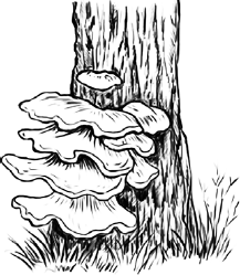 Гриб трутовик паразит рисунок