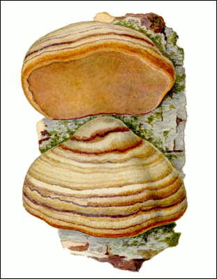 Гриб трутовик