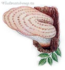 Гриб трутовик лакированный черно- белый