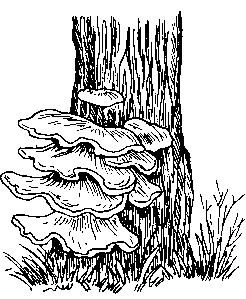 Пиптопорус берёзовый трутовик