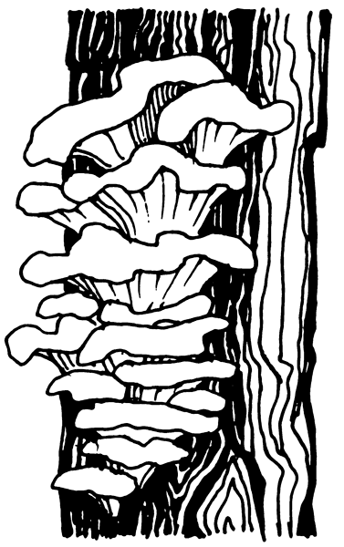 Гриб трутовик паразит рисунок