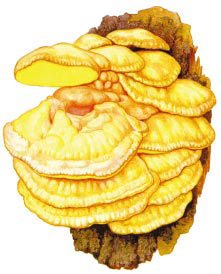 Трутовик березовый гименофор