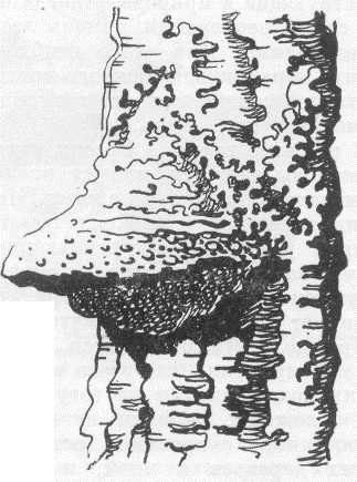 Кленовый трутовик