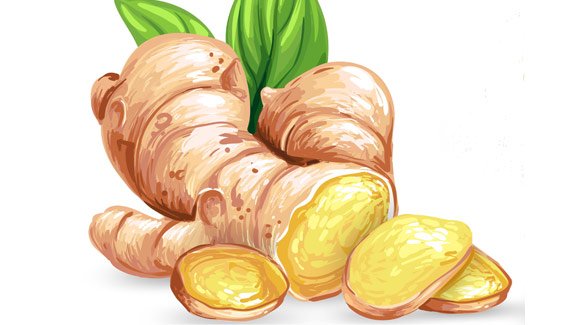 Имбирь рисунок