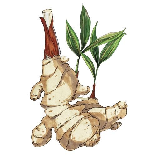Имбирь лекарственный растение