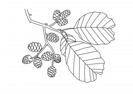 Лист ольхи раскраска