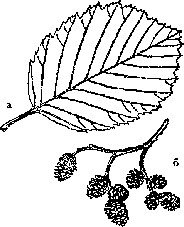 Раскраска листьев ольхи