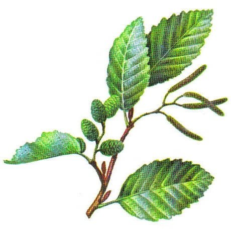 Форма листика дерева