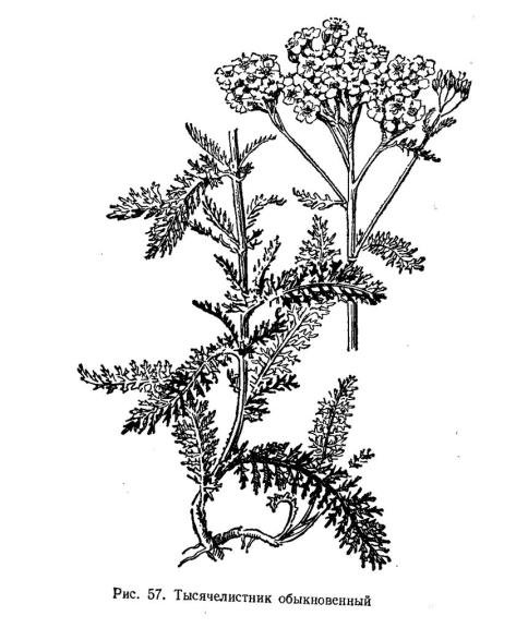 Тысячелистник обыкновенный чб