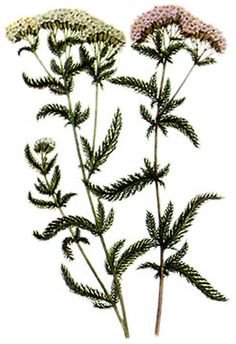 Achillea millefolium vector