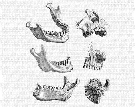 Верхняя челюсть эскиз