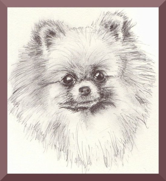 Зарисовка померанского шпица