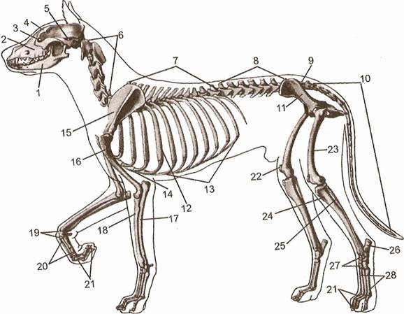Отделы скелета млекопитающих животных. Скелет собаки анатомия Зеленовский. Скелет курцхаара. Скелет собаки поясничные позвонки. Скелет млекопитающего рис 187.