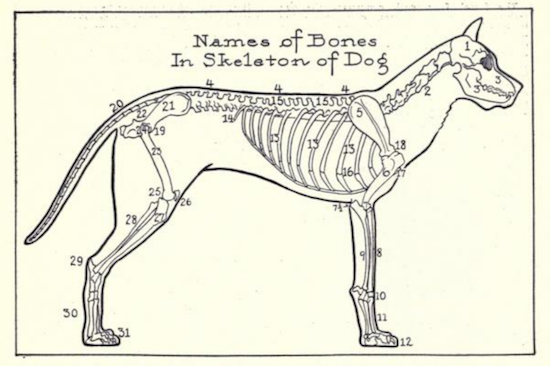 Скелет борзой вид сбоку