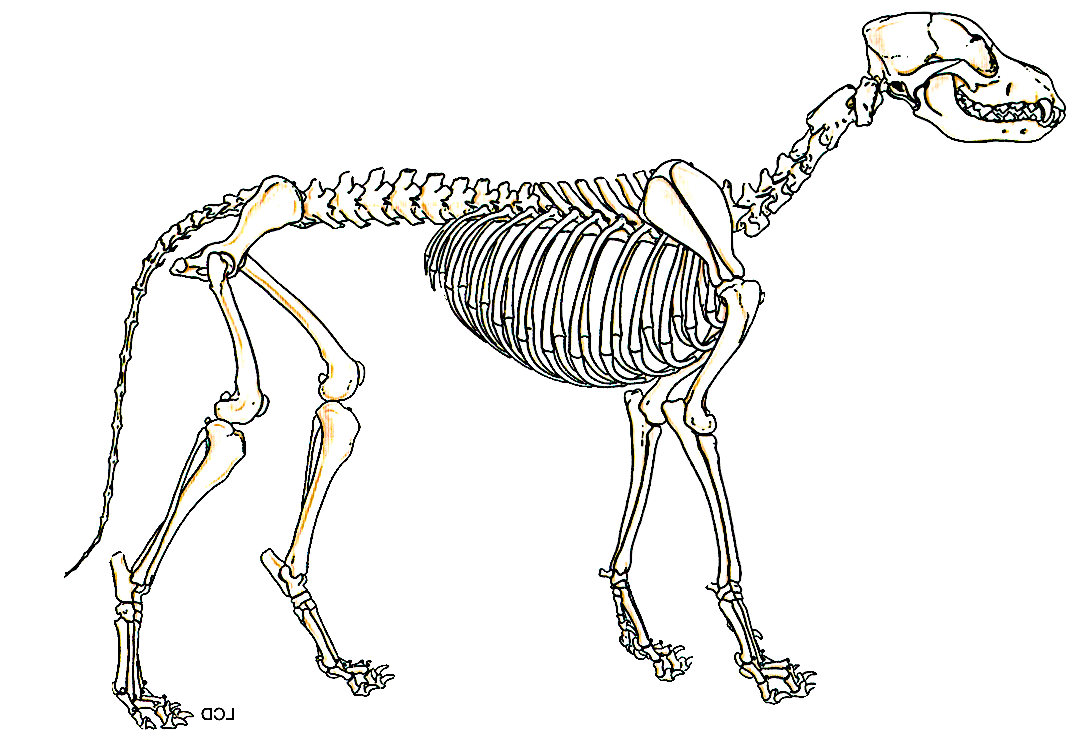 Отделы скелета млекопитающих животных
