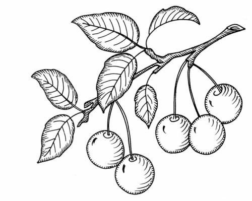 Ветка вишни для рисования