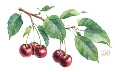 Ветка Сакуры рисунок