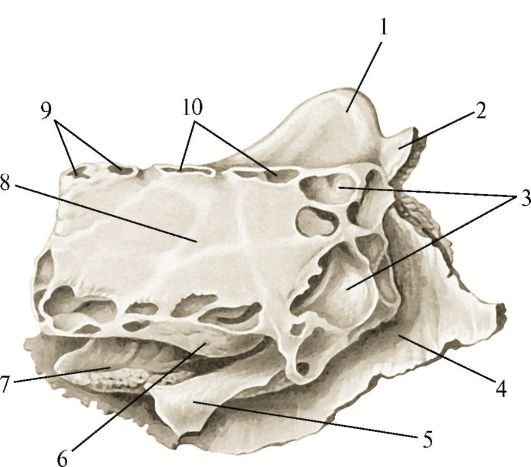 Решетчатая кость решетчатая пластинка