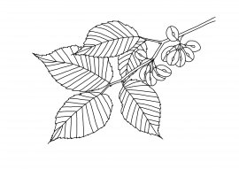 Лист вяза с семенами на белом фоне