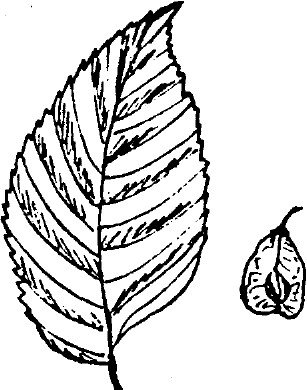 Лист ясень для раскрашивания