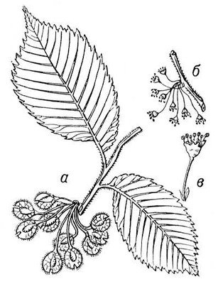 Лист вяза контур