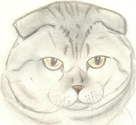 Референс вислоухих котов